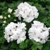 Geranium Ivy, Geranium Creeper (Multicolor) - Plant